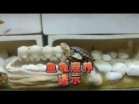 烏龜 魚 混養|【烏龜魚】不可錯過的龜魚混養小秘訣，讓你輕鬆享受。